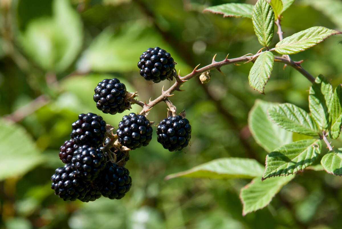 A bramble of blackberries with thorns.