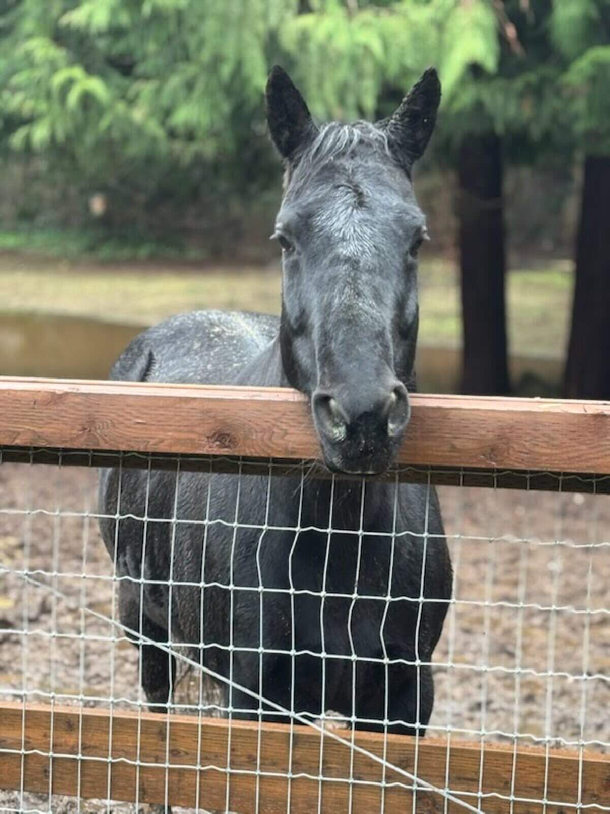 Amanda Dominguez got Birdie, an 8-year-old quarter horse, for her 12-year-old daughter. Birdie was a “happy little girl,” Dominguez told The News Tribune on Monday, Dec. 30, 2024.
