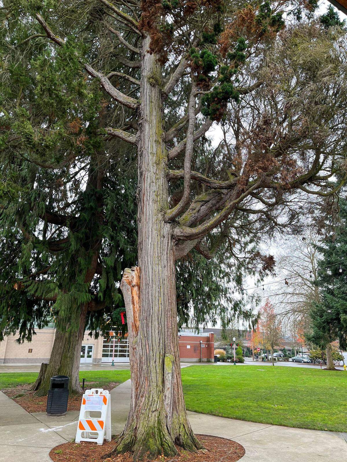 Crews will remove a Port Orford Cedar in failing health on Jan. 30, 2025.