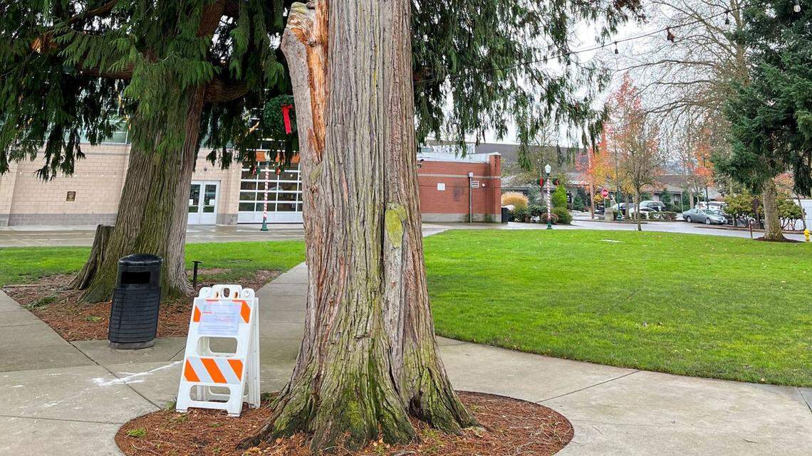 Popular downtown Puyallup park will lose 50-year-old tree due to ‘safety concerns’