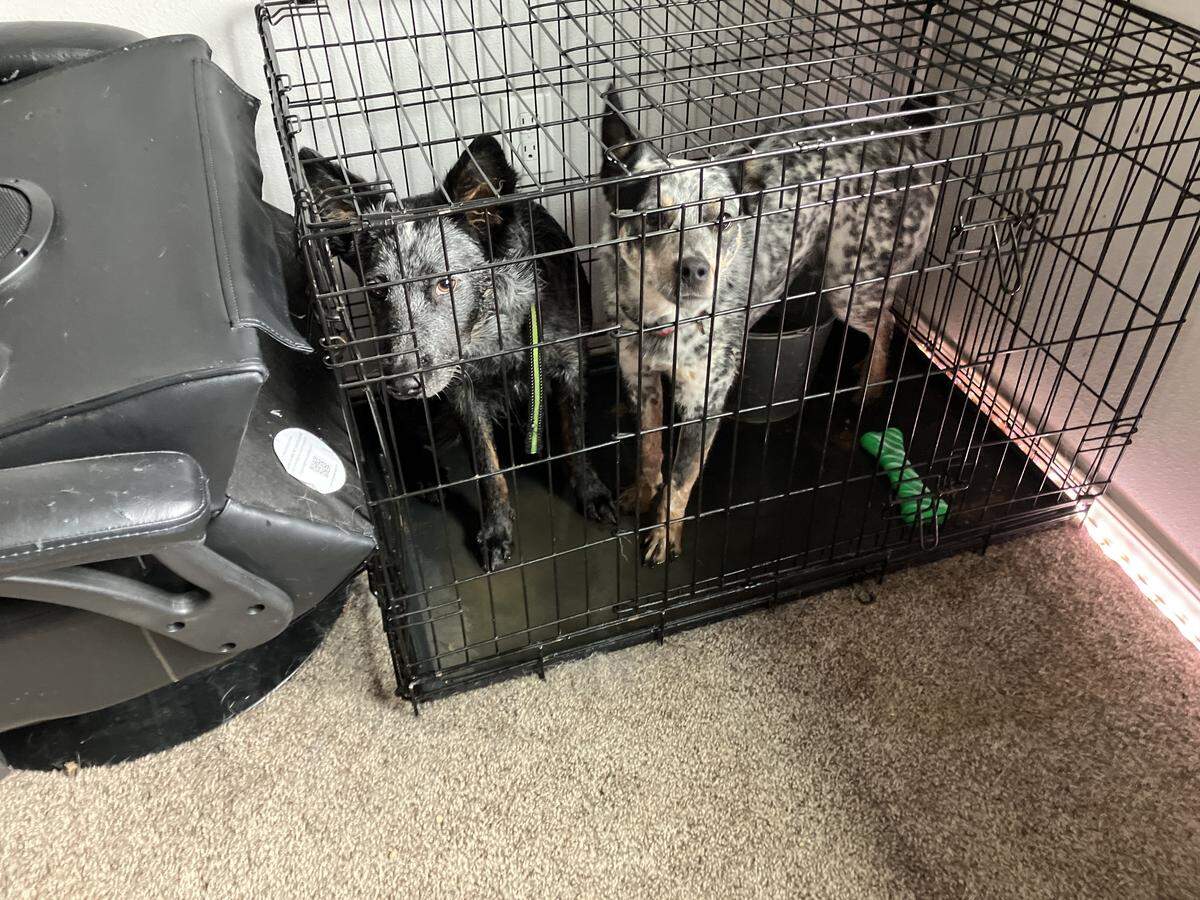 Some dogs in a cage shortly before being seized from a South Prairie property on Aug. 14, 2025. The Pierce County Sheriff’s Office seized 56 animals after reports of alleged mistreatment.