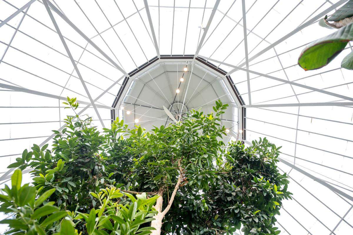 New fiberglass-framed windows and lighting are seen at the atop the rotunda at the Seymour Conservatory at Wright Park in Tacoma, Wash., on Thursday, March 31, 2022.