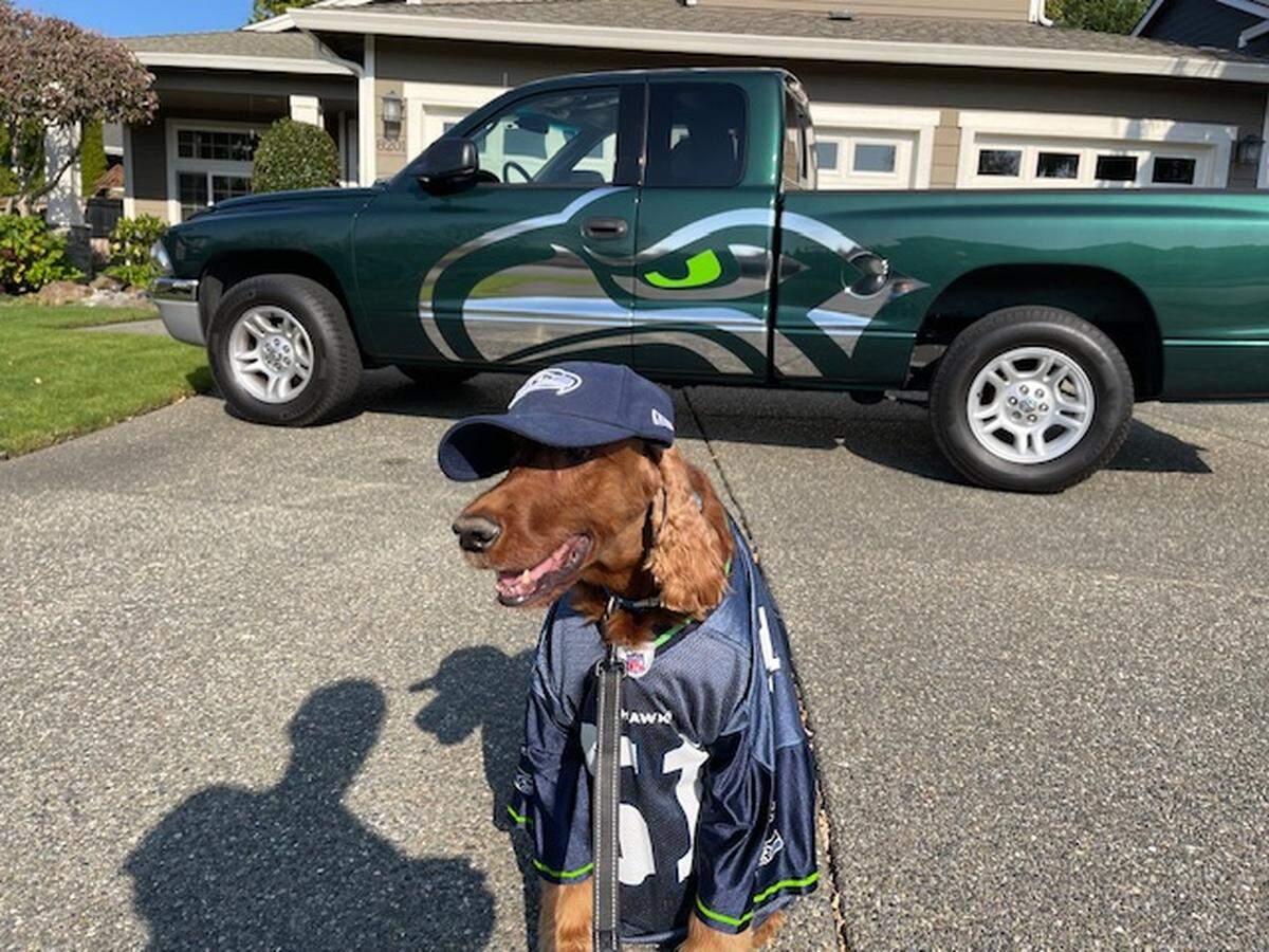 Irish Setter Jack loves cruising in his human’s “Seahawks ride.” Jack received an honorable mention from The News Tribune for cutest Seahawks pet fan in 2026.