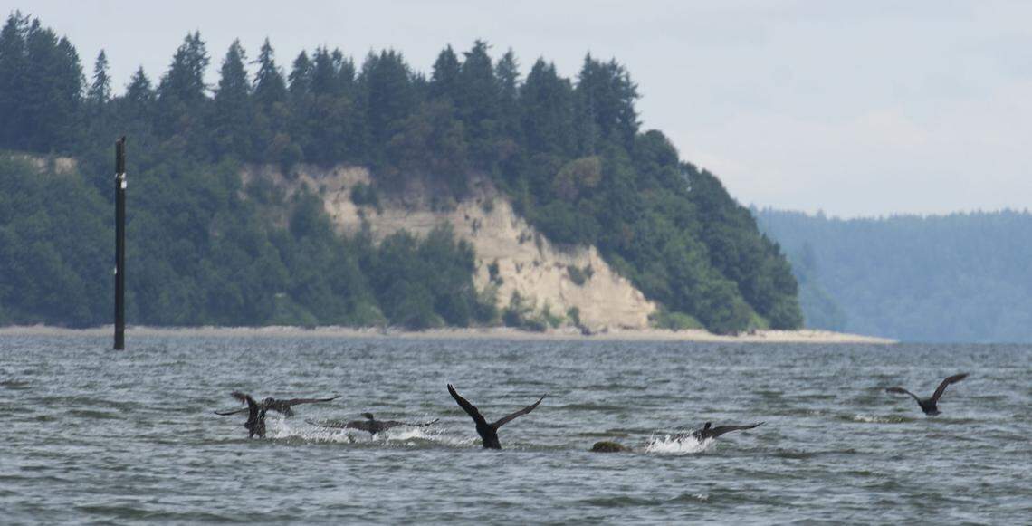 Wildlife teems at the mouth of the Nisqually River where it flows into Puget Sound.
