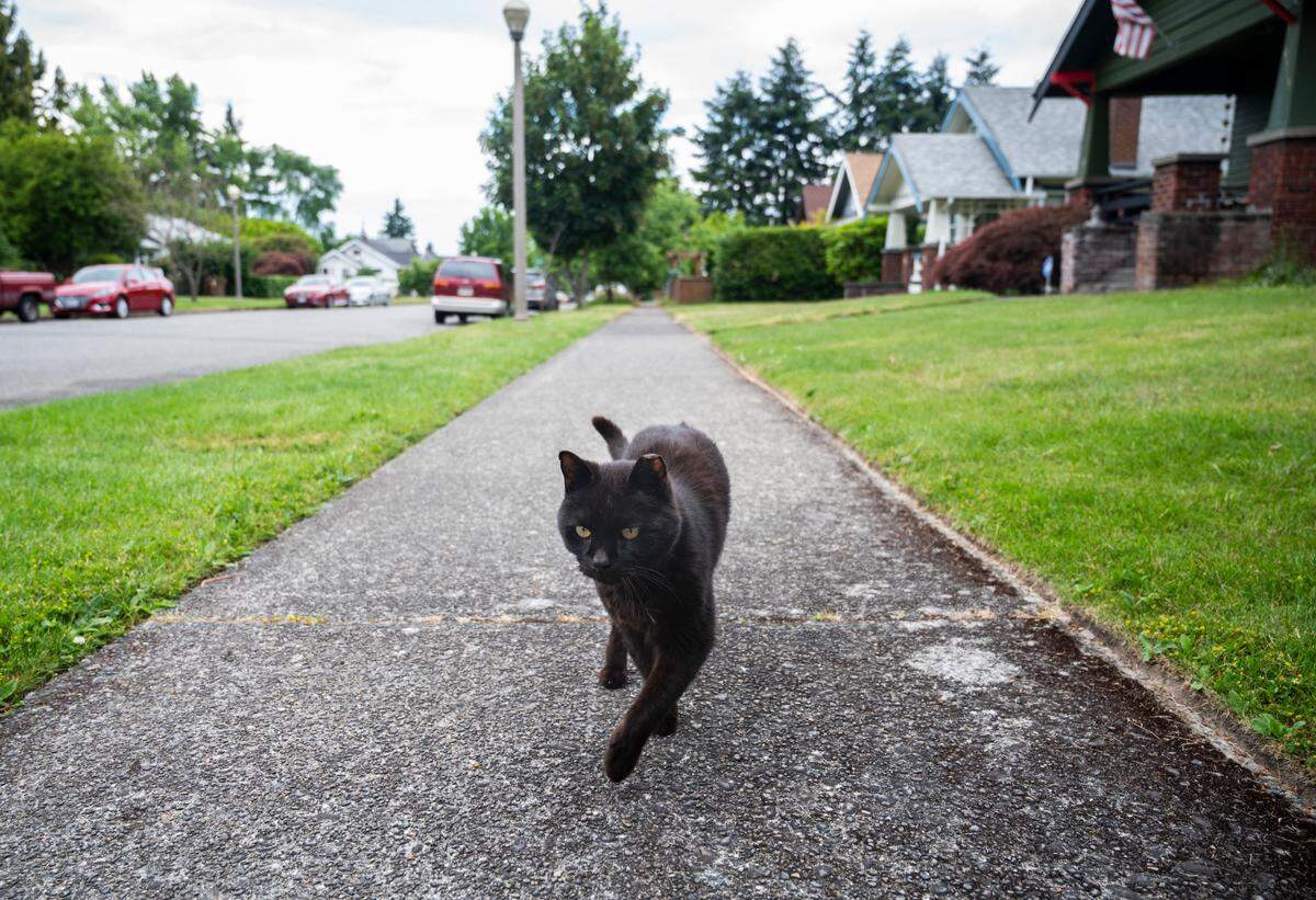 Satin the cat strolls down the sidewalk towards Chris Watson, Tiktoker and founder of the Catluminati, as he calls out “Here, kitty kit,” on his catwalk in Tacoma, Wash. on July 5, 2022. Watson goes on about three catwalks a week with each lasting two to three hours and records content of his run-ins with cats for his Tiktok that has 1.6 million followers.