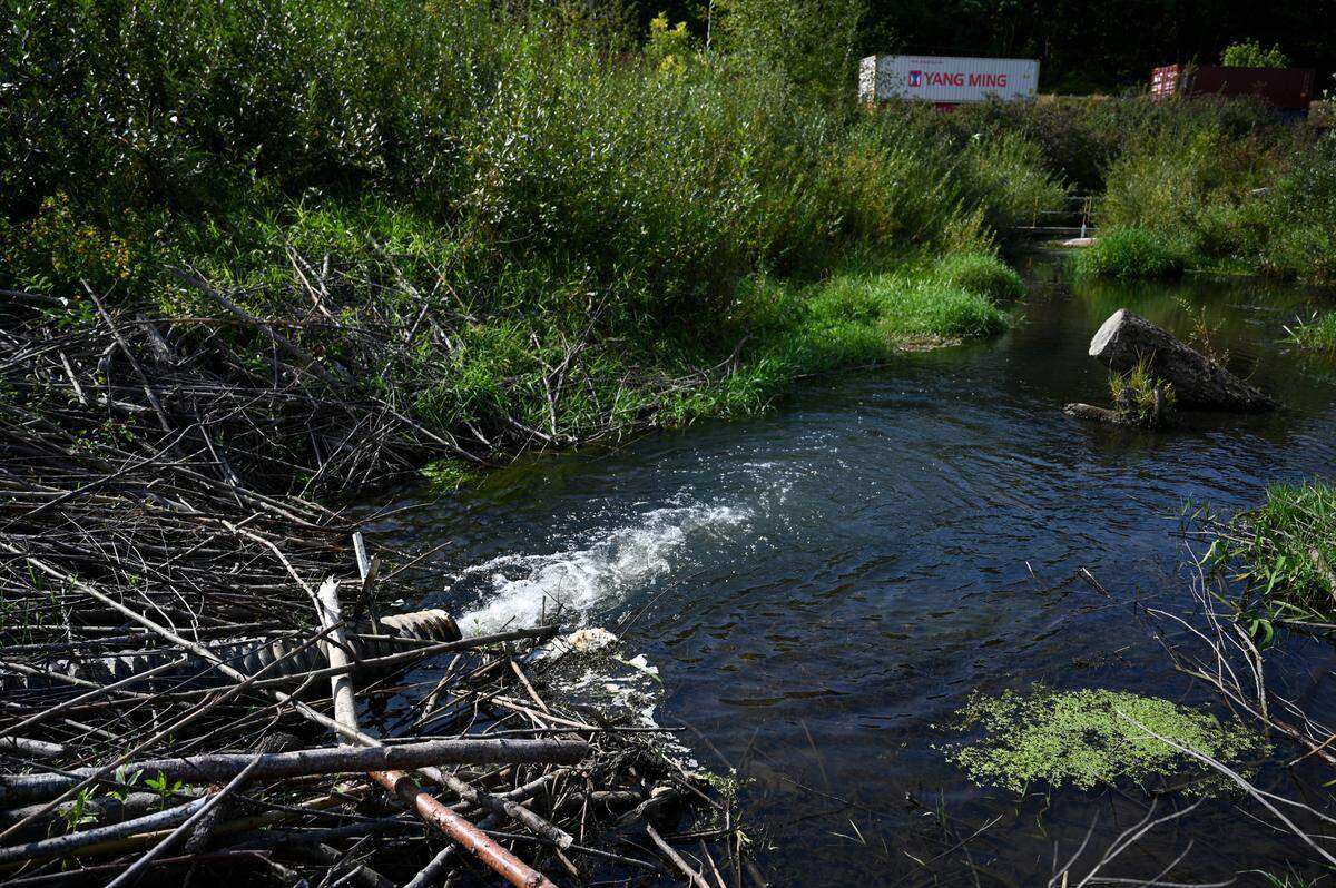 A pond leveler, designed to on disturb the beavers or their dam, feeds water from a pond into Clear Creek in a tributary at Clear Creek, Tuesday, Sept. 19, 2023, Tacoma, Wash.