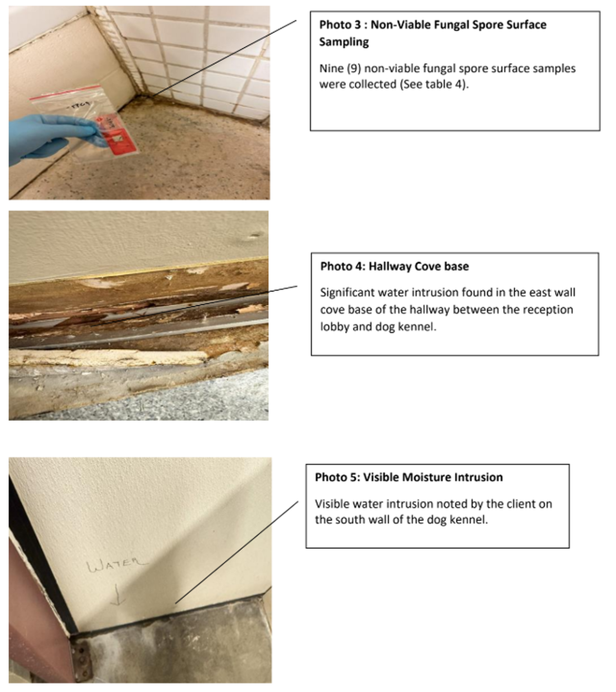 Metro Animal Services has been closed to the public since Dec. 11, when staff found mold in the building and evacuated all humans and animals. An expert evaluated the building and gave the agency a report, including pictures of the growth.