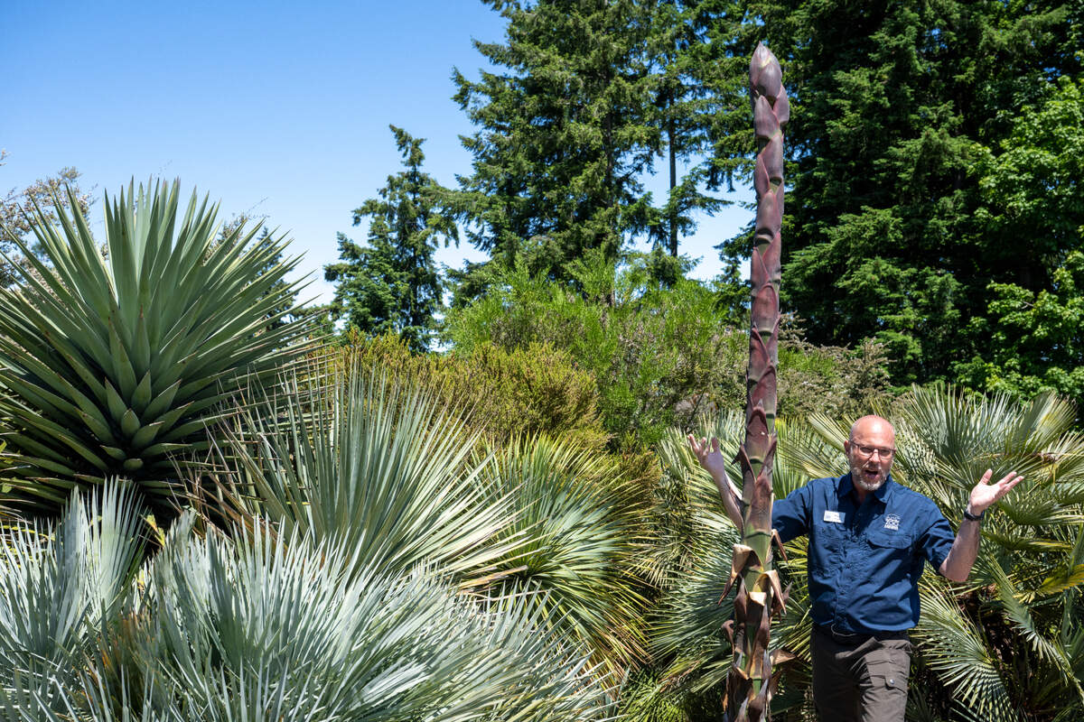 The stalk of an Agave parryi var. truncata, more commonly known as the Artichoke Agave, towers over lead horticulturalist Bryon Jones as he shares information on the plant at the Point Defiance Zoo & Aquarium on Thursday, May 29, 2025, in Tacoma, Wash.