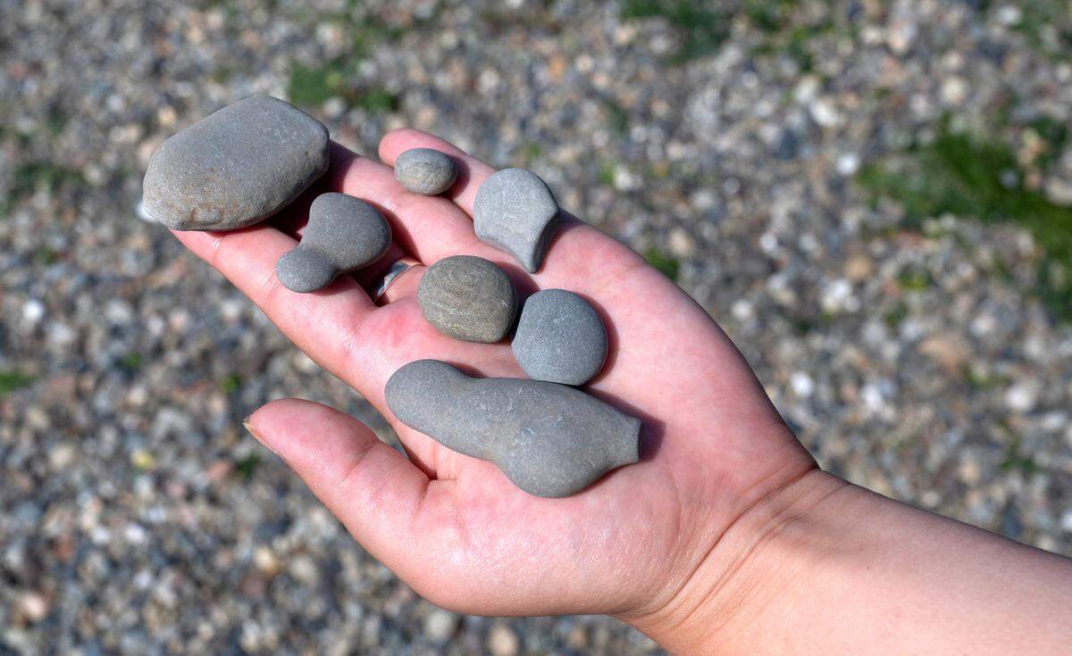 A selection of clay baby found at Tacoma DeMolay Sandspit Nature Preserve on Fox Island, Washington, on Thursday, Sept. 5, 2024.