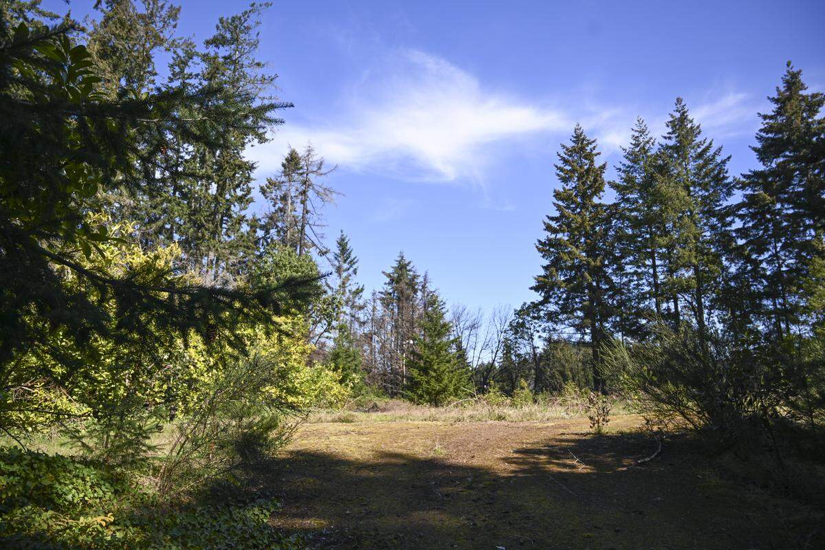 Part of the two parcels of undeveloped property along Hunt Street is pictured on Thursday, April 9, 2026, in Gig Harbor, Wash. Gig Harbor Peninsula FISH Food Bank is transferring the land to the city of Gig Harbor for the purpose of affordable housing.