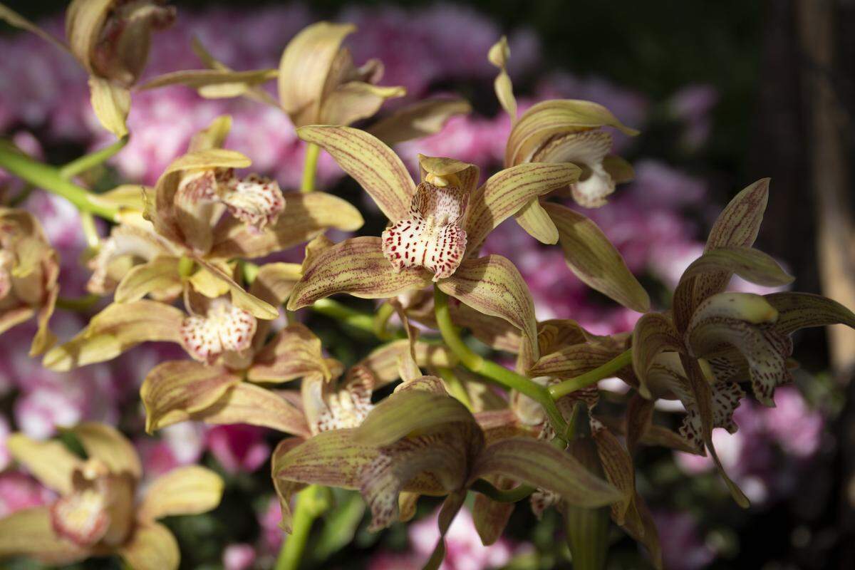 A Cymbidium orchid is on display at the W.W. Seymour Botanical Conservatory on Tuesday, Feb. 10, 2026, in Tacoma, Wash.
