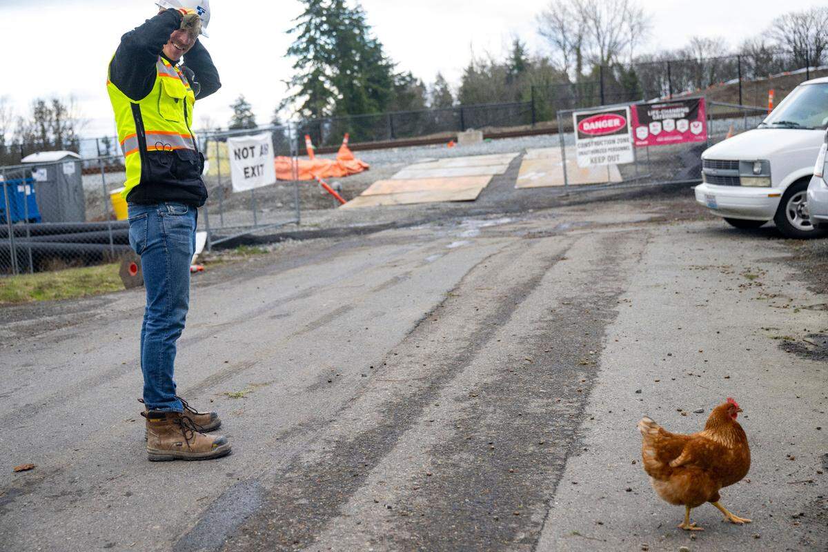 A neighborhood hen greets Sound Transit construction manager Nathan Monroe near the northern end of the Federal Way Link extension project at South 211th Street in SeaTac on Wednesday, Dec. 28, 2022. Just beyond the Link line is the state Route 509 extension project, a state Department of Transportation project also under construction.