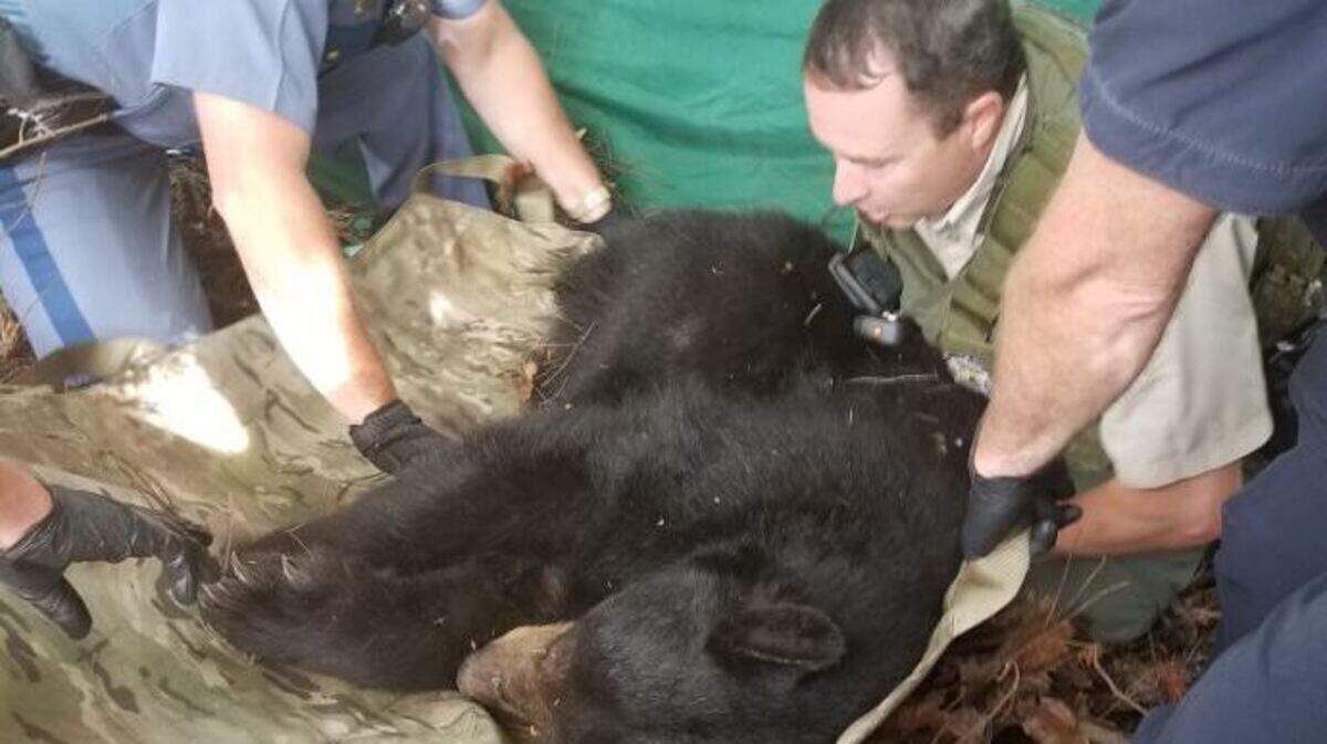 Authorities capture a bear believed to have wandered around a hospital campus in Puyallup on Tuesday.