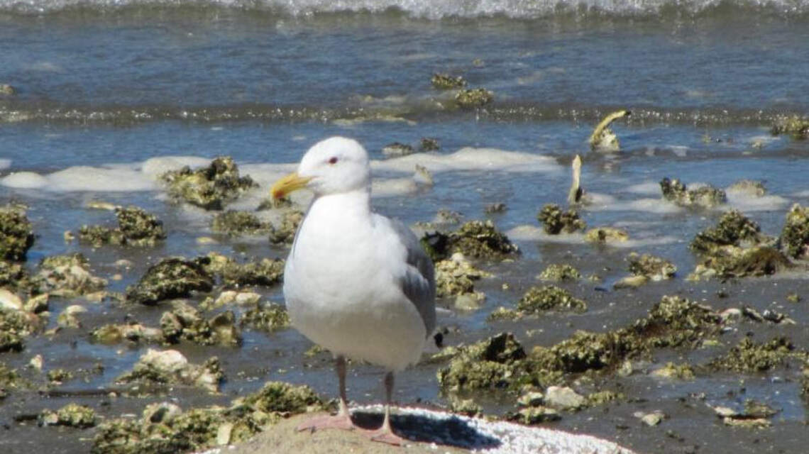 Fox Island residents invited to clean up local beaches