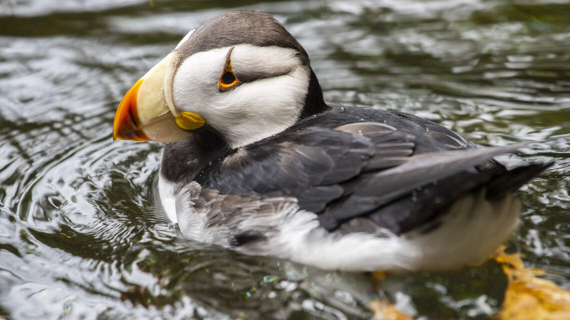 3 puffins died at Point Defiance Zoo. Here’s what killed them