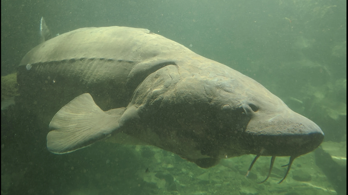 Herman the sturgeon weighs about 500 pounds and measures about 10 feet in length.