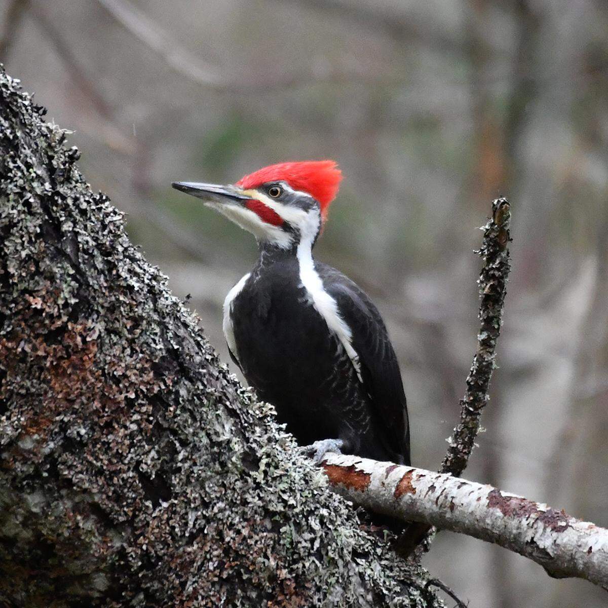 A Pileated Woodpecker is shown at Titlow Park in Tacoma. Harkness says it is her favorite species of bird.