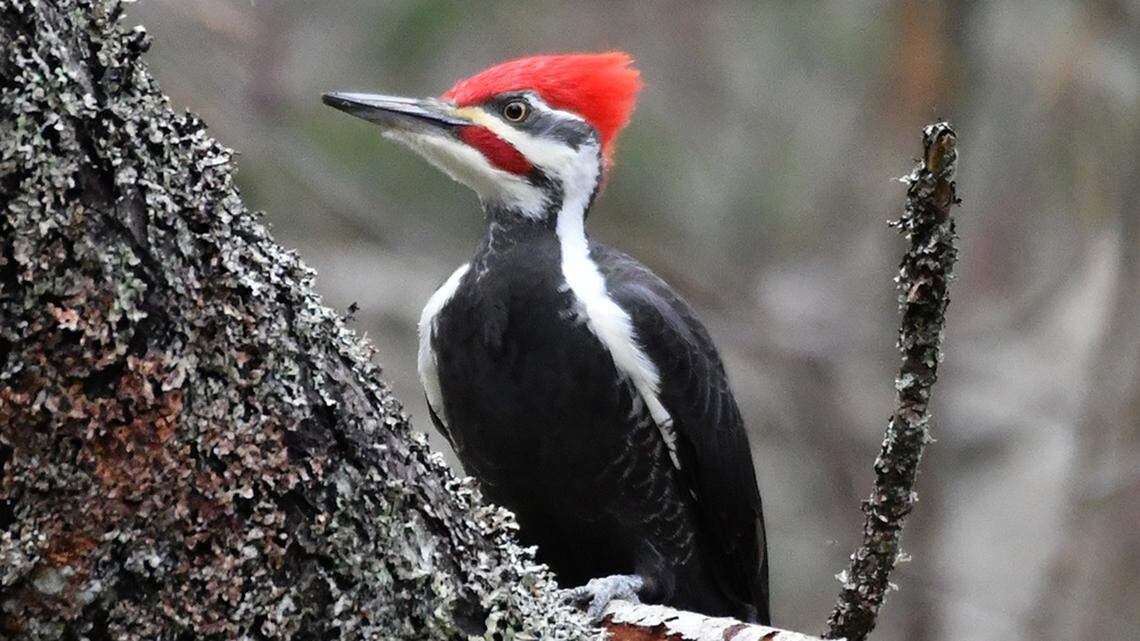 Love WA nature but can’t get away from your desk? Try a nature livestream, fantasy birding