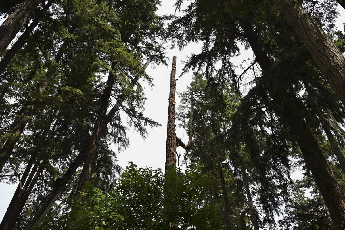 A Douglas fir with most of its branches removed towers over neighboring trees on Tuesday, June 23, 2026, in Lakewood, Wash. The tree stood at 160-feet-tall before roughly 40-feet were taken off the top on Tuesday.