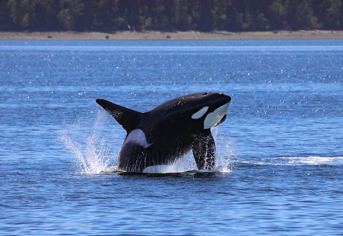 Bigg’s killer whale ‘Jack’ in Puget Sound.