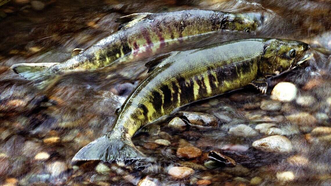 It’s fall, and the salmon are coming home