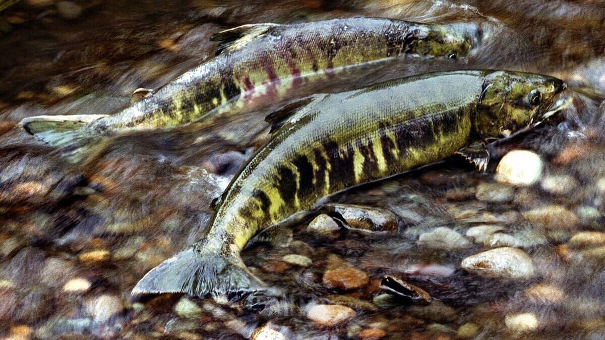 Their life cycles almost complete, two male chum salmon pause to gather their strength before swimming upstream to spawn during their journey to Donkey Creek in Gig Harbor.