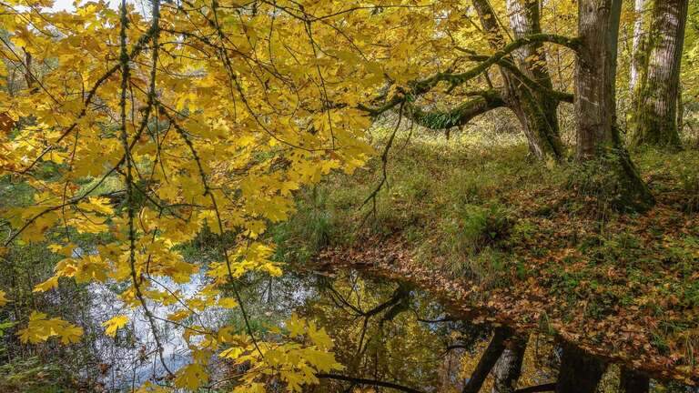Best fall hikes in Pierce County for stormy weather and fluffy sweaters