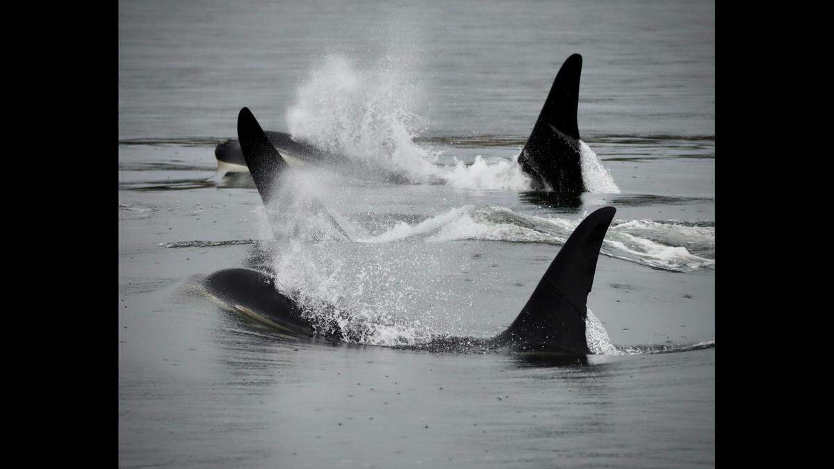 The J pod spent most of the day in Puget Sound, Martin said.