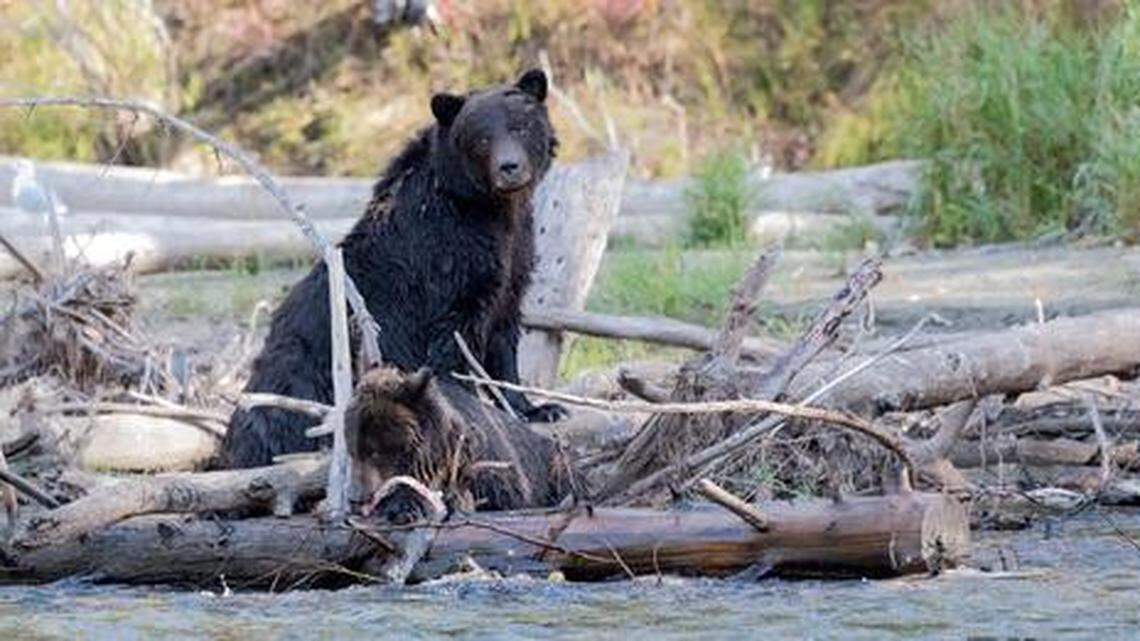 This photo was released after a bear was killed in western Canada due to two attacks on women and numerous incidents of it charging at people hiking in the area, officers said. It’s not clear if this is the aggressive bear.