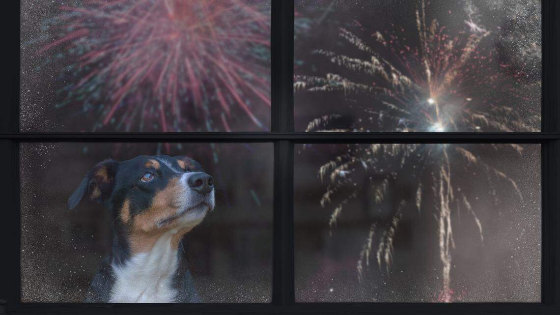 Boise will be loud and bright on July 4. Here’s how to keep your dog calm during fireworks
