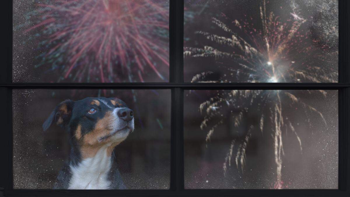 Local Boise trainer Devin Martin recommends to keep dogs indoors, or if they’re outdoors, leashed during July 4 celebrations.
