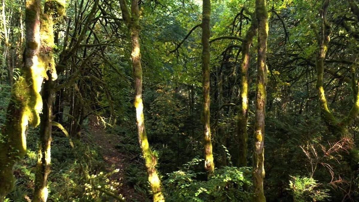 “We have a chance of buying 23 acres of beautiful land, that’s just about four blocks off from the bay at Donkey Park,” Mayor Kit Kuhn said at the Nov. 22 council meeting, during which he showed a video of the property. “... It’s 23 acres that actually has not been built on before.”