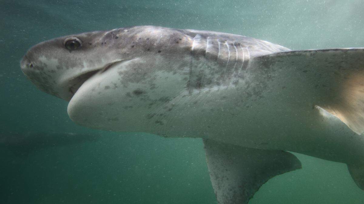 Broadnose sevengill sharks are known for their large bodies and sharp teeth. The sharks can grow up to 9.8 ft in length and weigh over 200 pounds. 