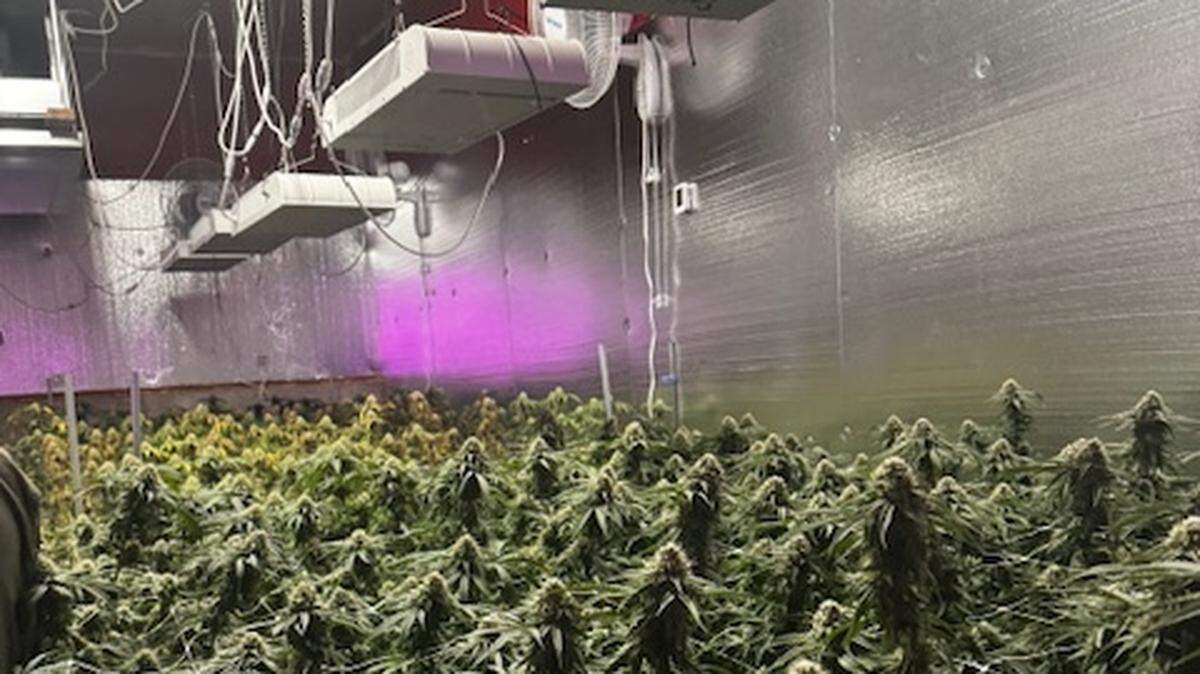 Bonney Lake police arrested four people for alleged unlawful manufacturing of a controlled substance in a marijuana bust on April 4 on the 20200 block of Old Buckley Highway.