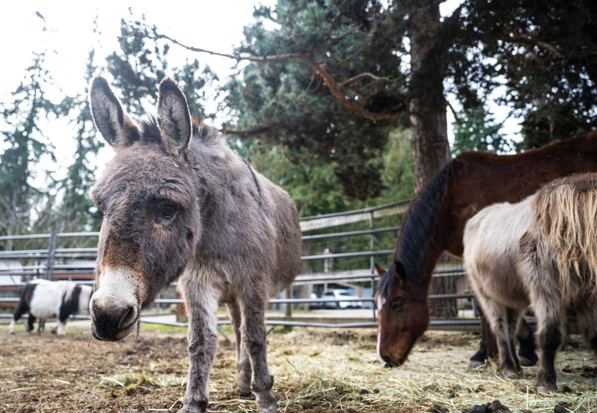 A donkey wanders around a pasture eating hay with horses at Four Star Farm in Graham on Jan. 31, 2023. Sharon Lulham and her daughter, Sholeh Lulham-New, are co-owners of Four Star Farms, where the nonprofit, Horses Guiding Humans, operates and helps over 50 clients receive equine-assisted mental health therapy each week.