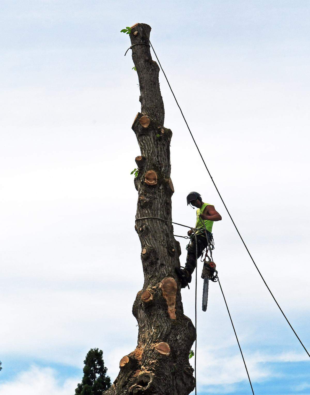 Crews felled the chestnut tree at Stewart Elementary School Aug. 17, 2023.