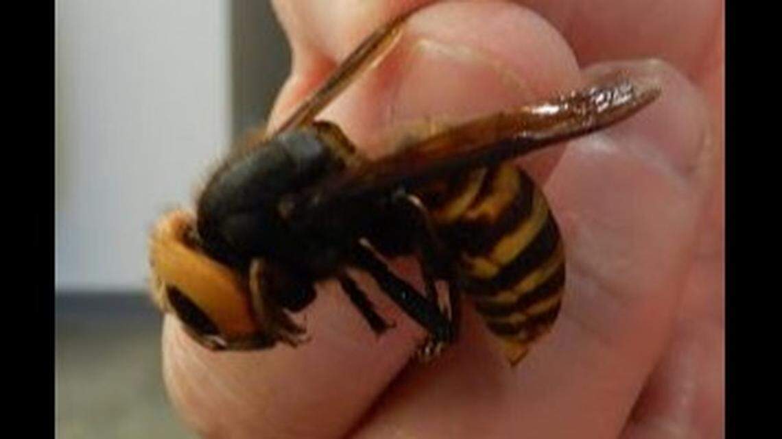 A dead Asian giant hornet found in Blaine, Washington, near the Canadian border marks the invasive pest’s first known foray into the state, agriculture experts say. The hornets are a threat to honeybees.