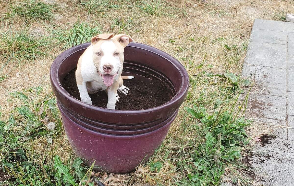 Mischief maker Lacey, formerly known as Caramel, poses in a pot where Jasmine Mrochek attempts to grow blueberries.