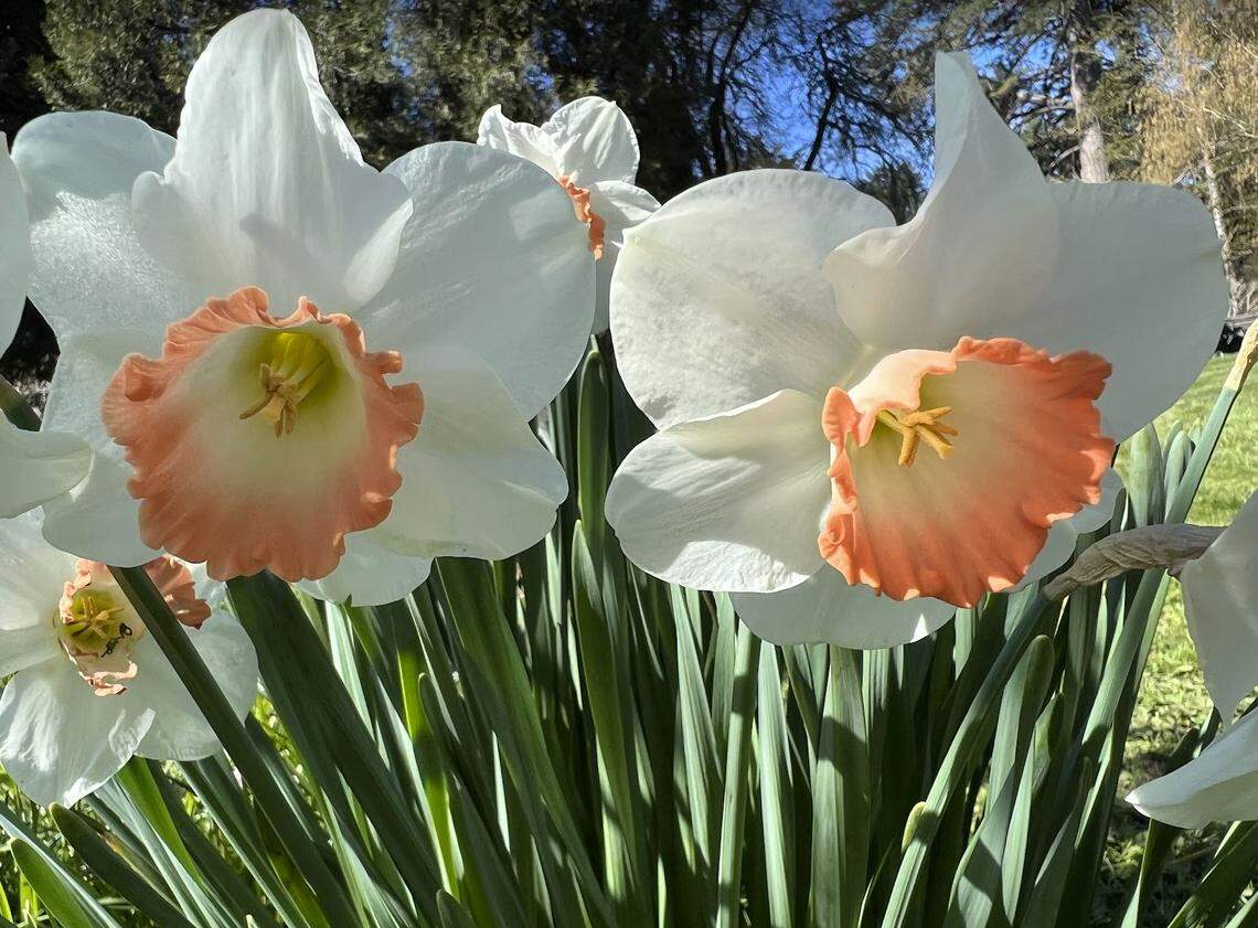 Point Defiance daffodils.
