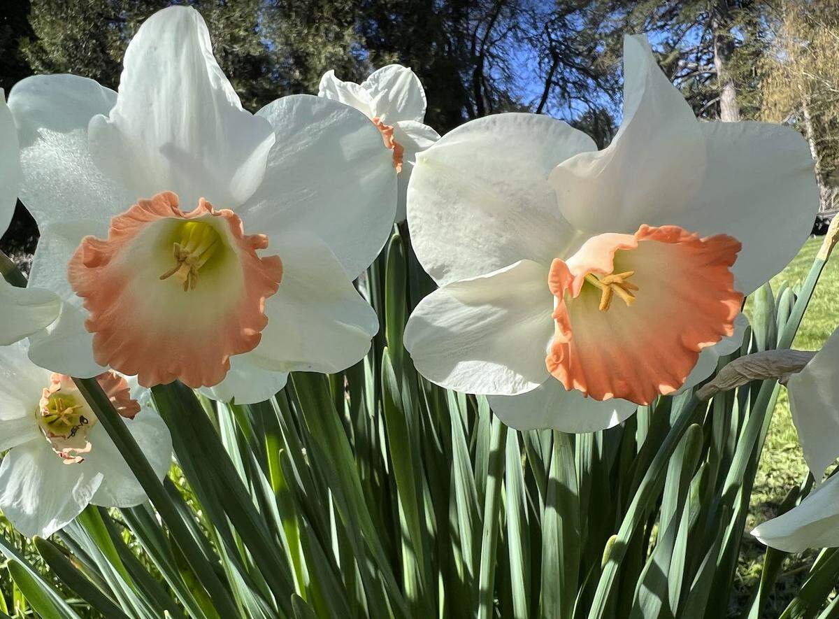 Point Defiance daffodils.