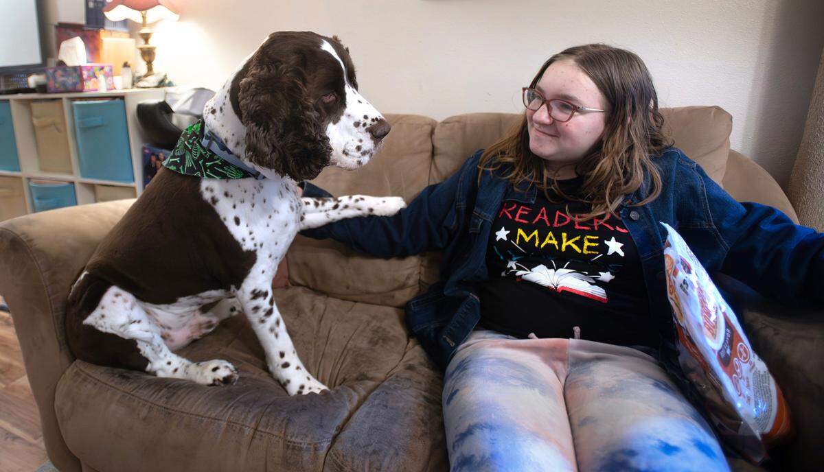Pippin, a five-year-old Springer Spaniel who was voted Pierce County’s Cutest Dog in a News Tribune poll, is very food motivated, as demonstrated by Brynna Curfman and a bag of dog treats at their home in Puyallup, Washington, on Monday, Oct. 7, 2024.