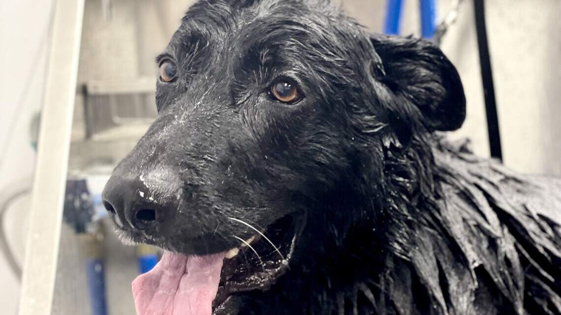 New dog ‘wellness’ biz with haircuts, hygiene care opens in University Place