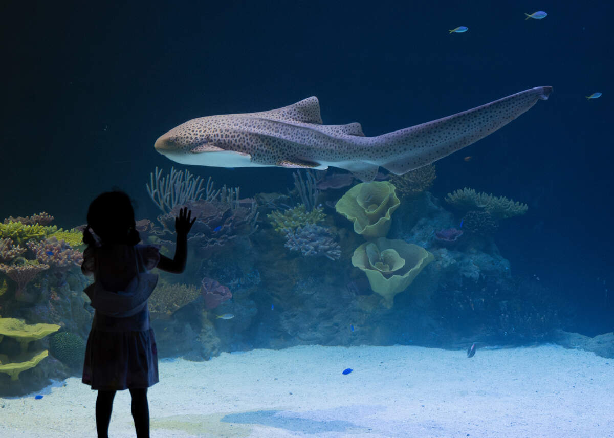 Elisse Esguerra, 3, watches as a shark swims past at the newly reopened South Pacific Aquarium in the Point Defiance Zoo & Aquarium on Monday, June 10, 2024, in Tacoma.