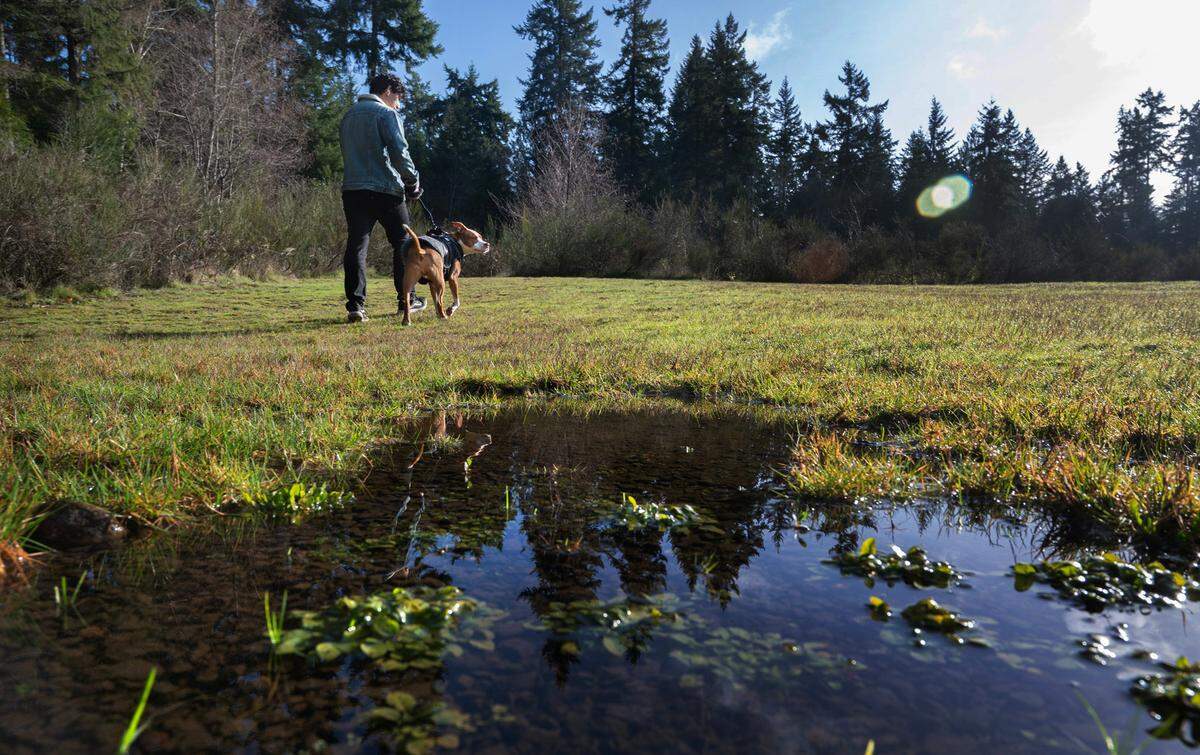 Ethan Salazar walks his neighbor’s dog, JD, at the site of the planned Gig Harbor Sports Complex in Gig Harbor, Washington, on Tuesday, Dec. 26, 2023.