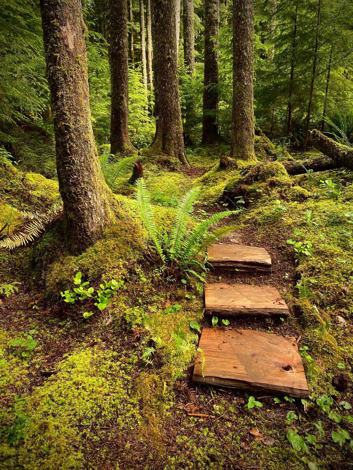 A trail leads through a stand of hemlocks in Pacific County, Washington.