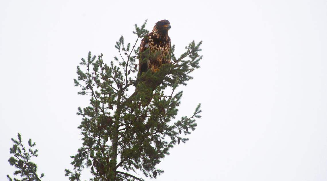 A young eagle takes in the view from high above DeMolay Sandspit Park on Fox Island, Washington, on Wednesday, Feb. 21, 2024. PenMet Parks has plans for improvements to the park that some in the area worry could lead to a decline in wildlife that thrives in the woods, beach and sandspit.