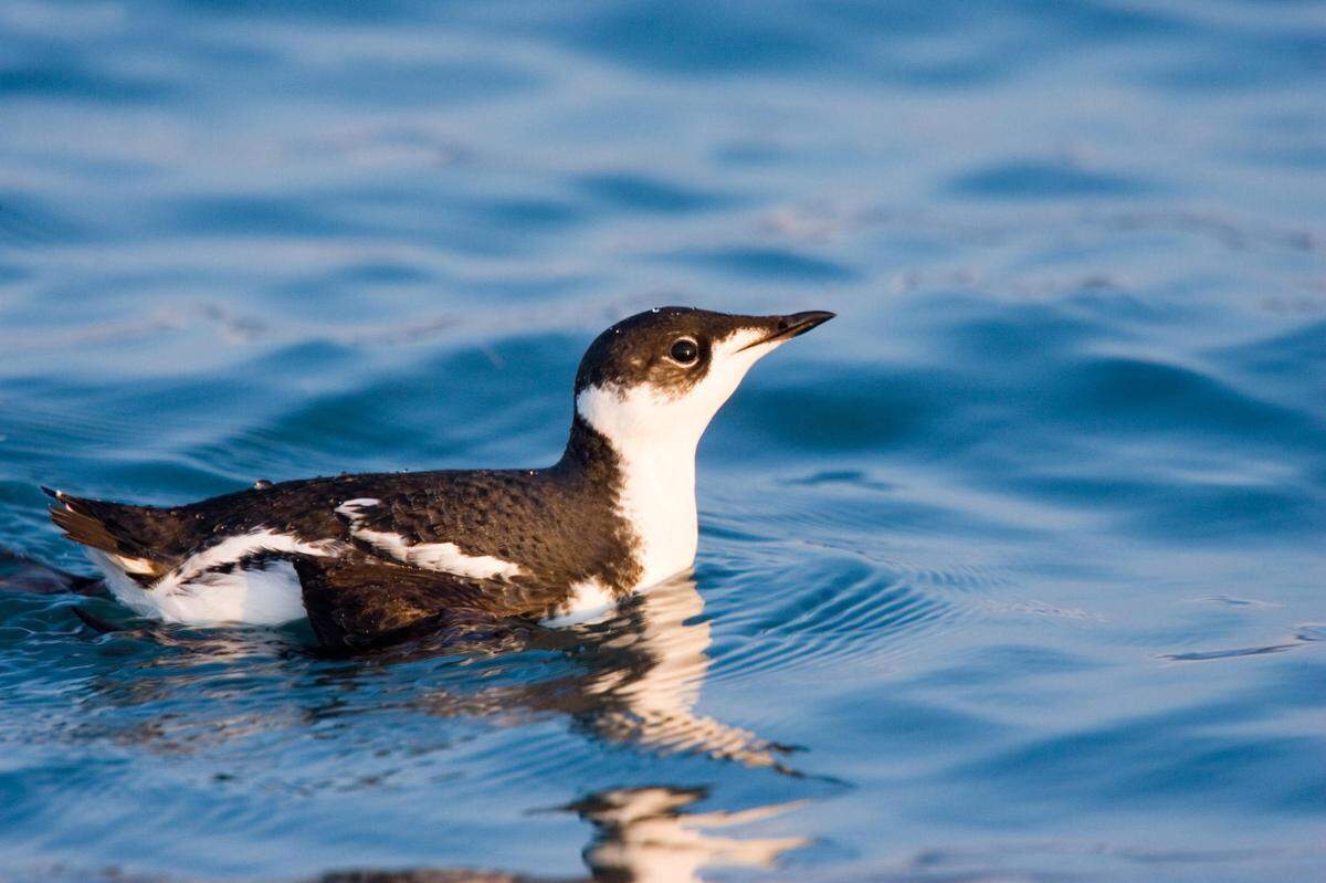 Concentrations of marbled murrelets can be found surrounding and inside Olympic National Park and other areas in western Washington.