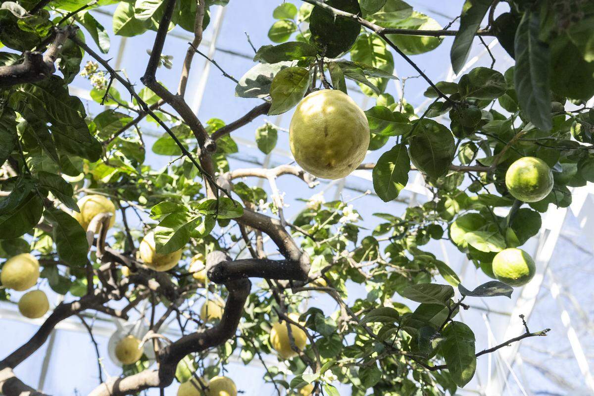 Lemons grow from a Ponderosa Lemon Tree on Tuesday, Feb. 10, 2026, at the W.W. Seymour Botanical Conservatory in Tacoma, Wash. The conservatory is hosting its first lemon tasting event this month.