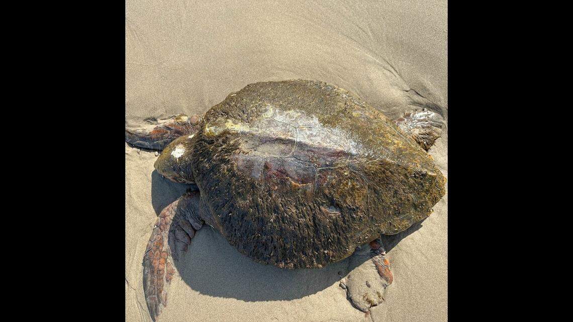 A 75-pound loggerhead sea turtle washed up on a beach on March 19 in Oregon, officials said.