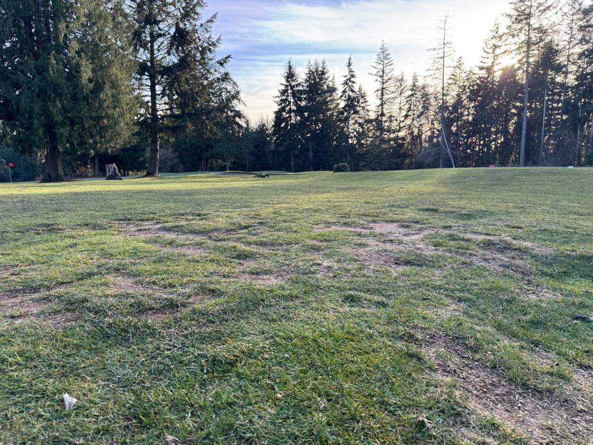A National Golf Foundation report commissioned by PenMet Parks identified unhealthy turf as one area of improvement at Madrona Links Golf Course, pictured Wednesday, Feb. 12, 2025.